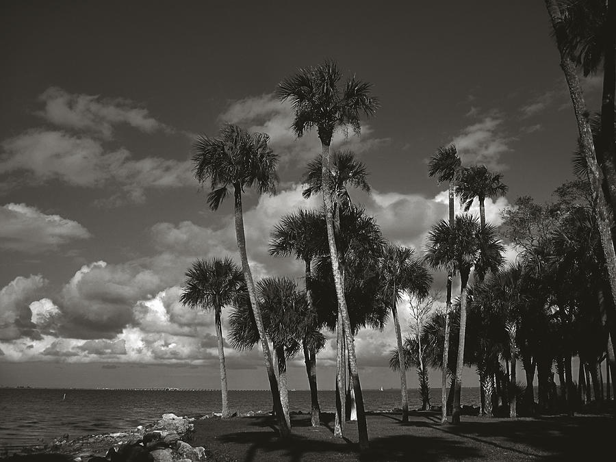 Tree Photograph - Palm Group in Florida BW by Susanne Van Hulst