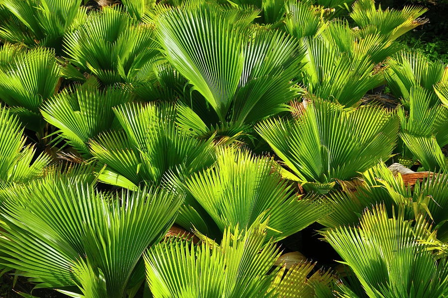 Palms Photograph