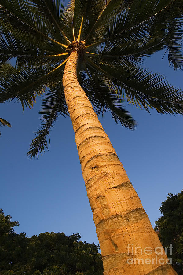 Paradise Photograph - Palm In Blue Sky by Ron Dahlquist - Printscapes