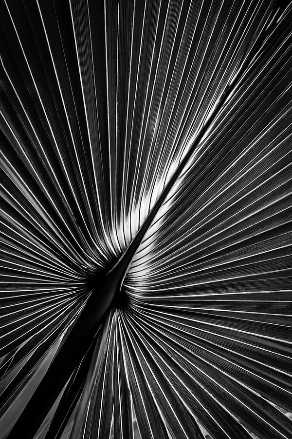 Palm in Monochrome Photograph by Robert Mitchell