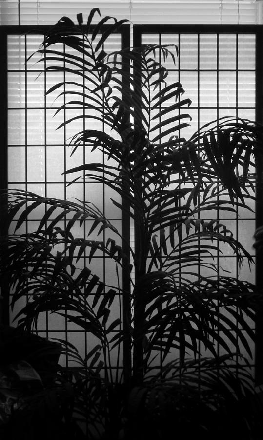 Palm in Silhouette Photograph by Lori Seaman