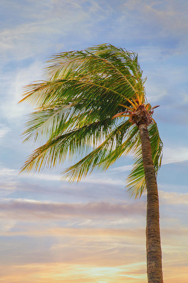 Palm In The Wind Photograph by Bill and Linda Tiepelman