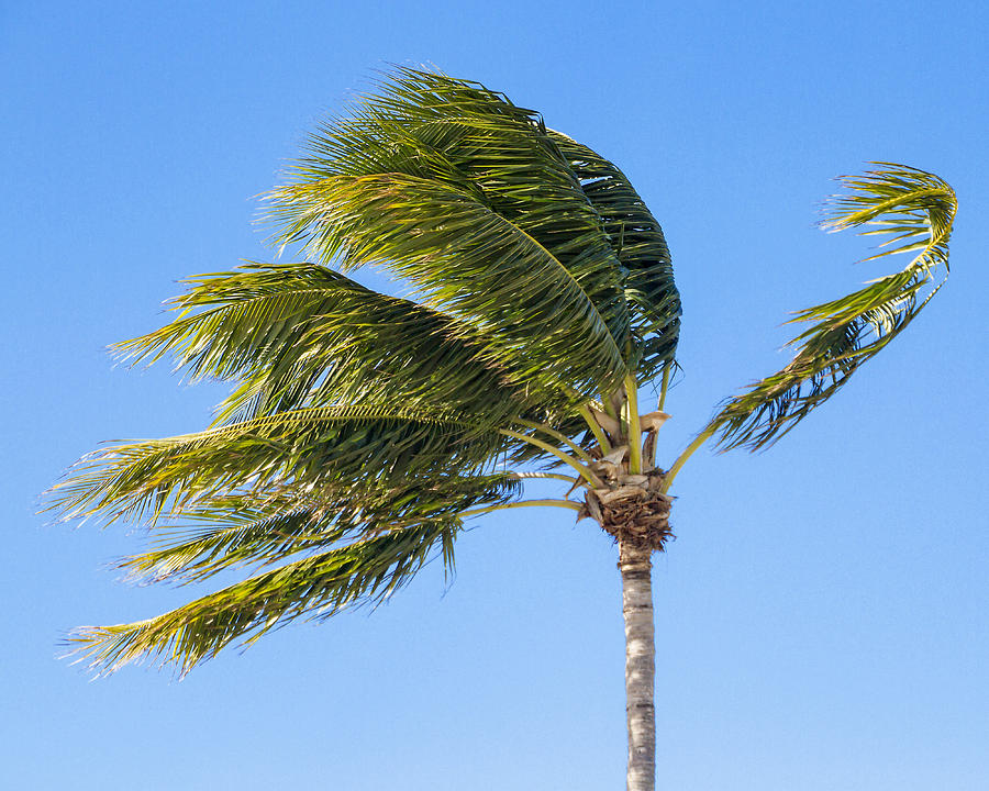 Palm in the Wind Photograph by Bob Slitzan