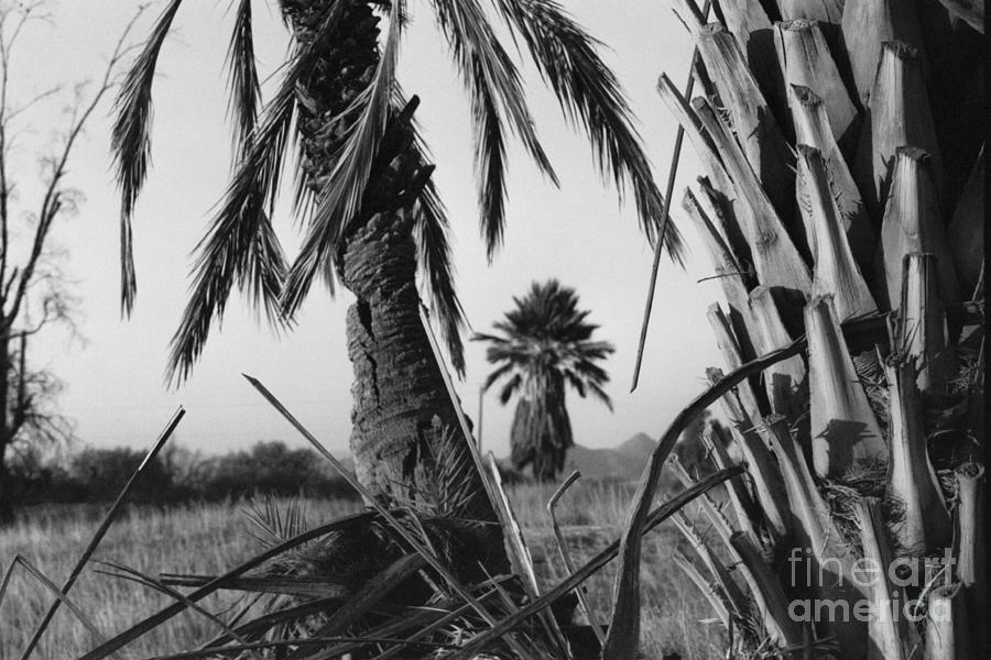 Landscape Photograph - Palm in View BW Horizontal by Heather Kirk