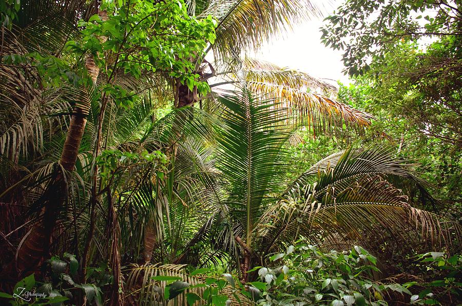 Palm Jungle Photograph by Ingrid Zagers