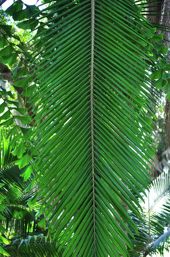 Palm Ladder Photograph by Len Barber - Fine Art America