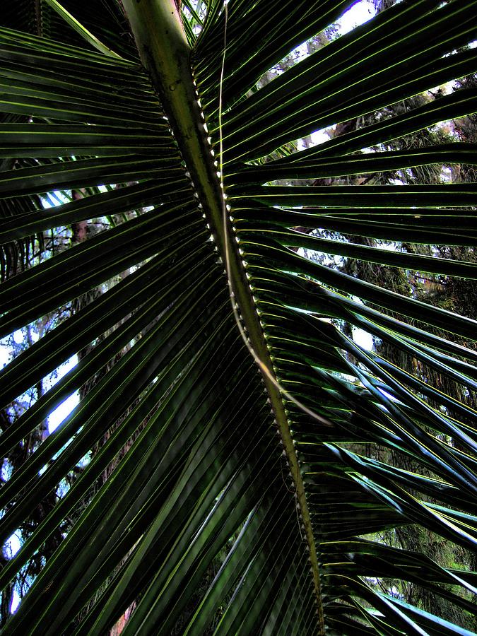 Palm Leaf 13 Photograph by Kristalin Davis