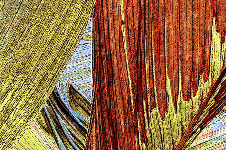 Palm Leaf Abstract Photograph