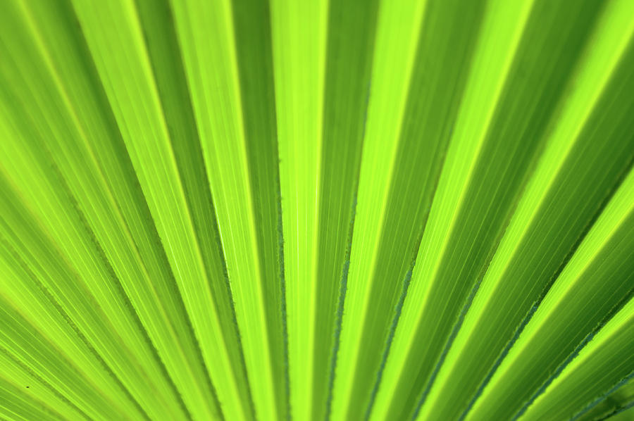Palm Leaf Abstract Photograph by Denise Bird