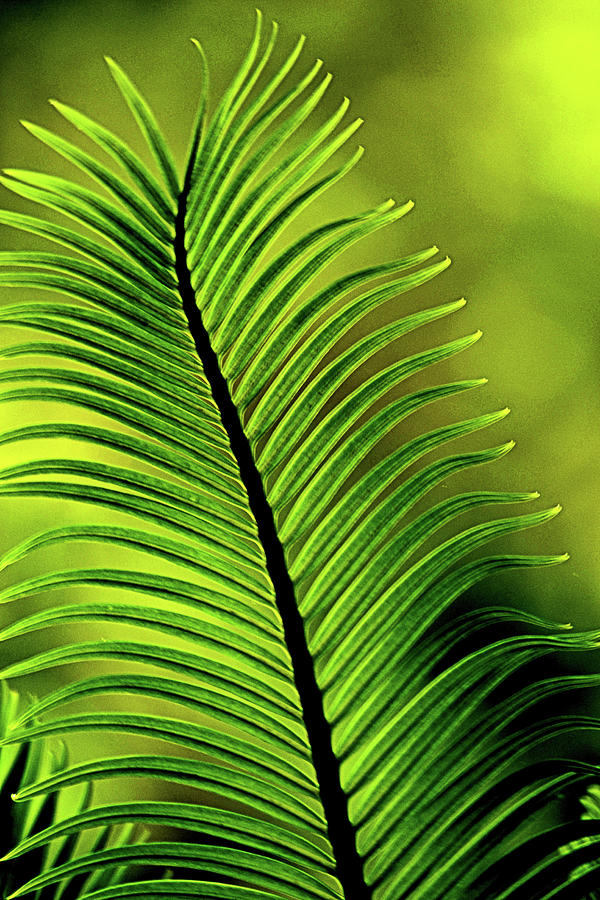 Palm Leaf Abstract Photograph by Nadalyn Larsen