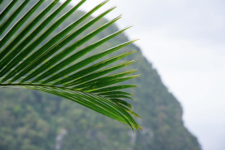 Palm Leaf and Mountain View St Lucia Photograph by Nicole Freedman