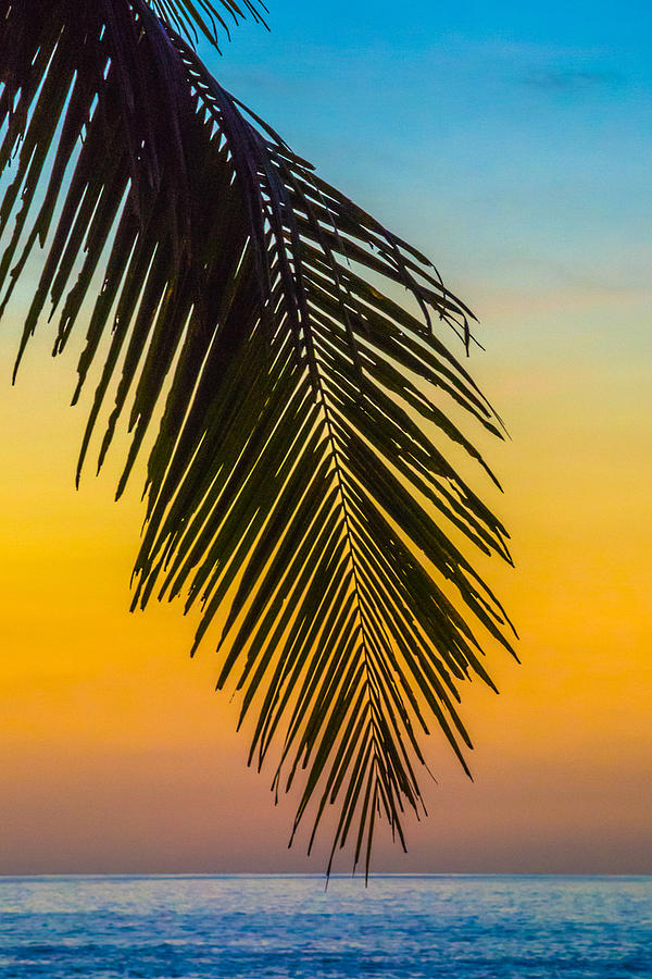 Palm Leaf at Sunset by Cyndi Goetcheus Sarfan Palm Leaf at Sunset by Cyndi Goetcheus Sarfan