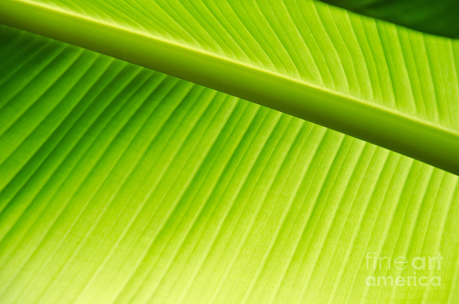 Palm Leaf background Painting by Yurix Sardinelly