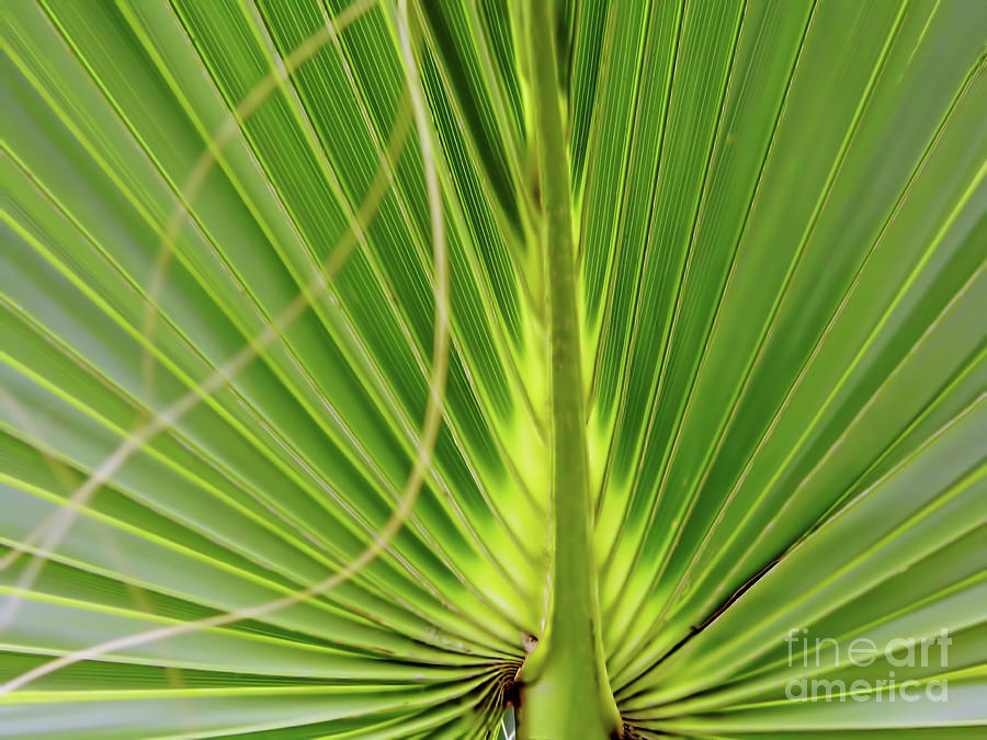 Palm Leaf Photograph by D Hackett