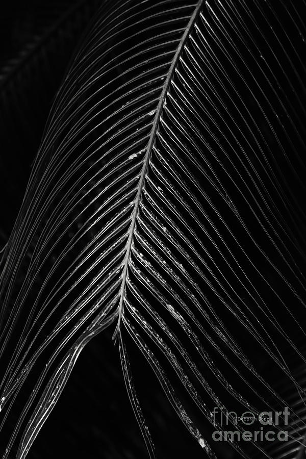 Palm Leaf Photograph by Deborah Benoit