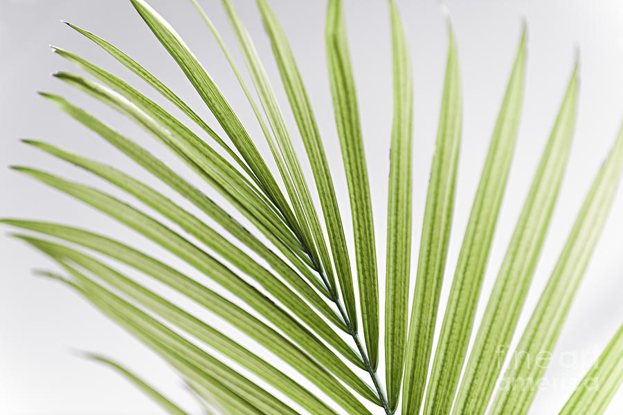 Palm leaf 2 Photograph by Elena Elisseeva