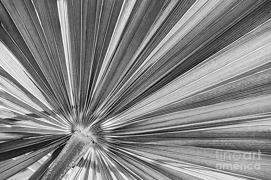 Palm leaf in black and white Photograph by Elena Elisseeva