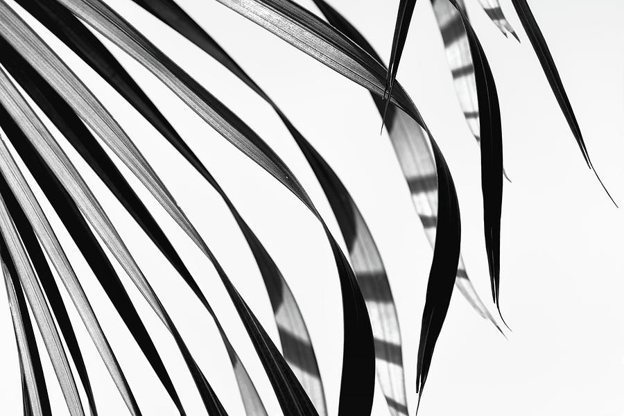 Black And White Photograph - Palm Leaf Pattern by Christopher Johnson