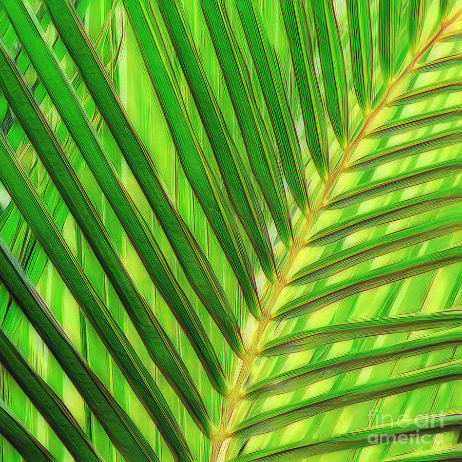 Abstract Photograph - Palm Leaf by Scott Cameron