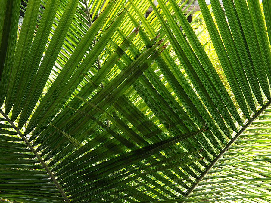 Palm Leaf Screen 2 Painting by Daniel Gale