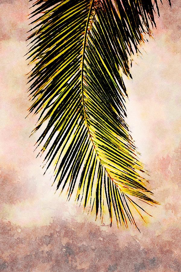 Palm Leaf with Sunlight by Mustapha Dazi Palm Leaf with Sunlight by Mustapha Dazi