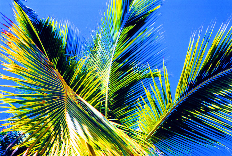 Palm Leaves Against the Sky 3 AE  Photograph by Lyle Crump