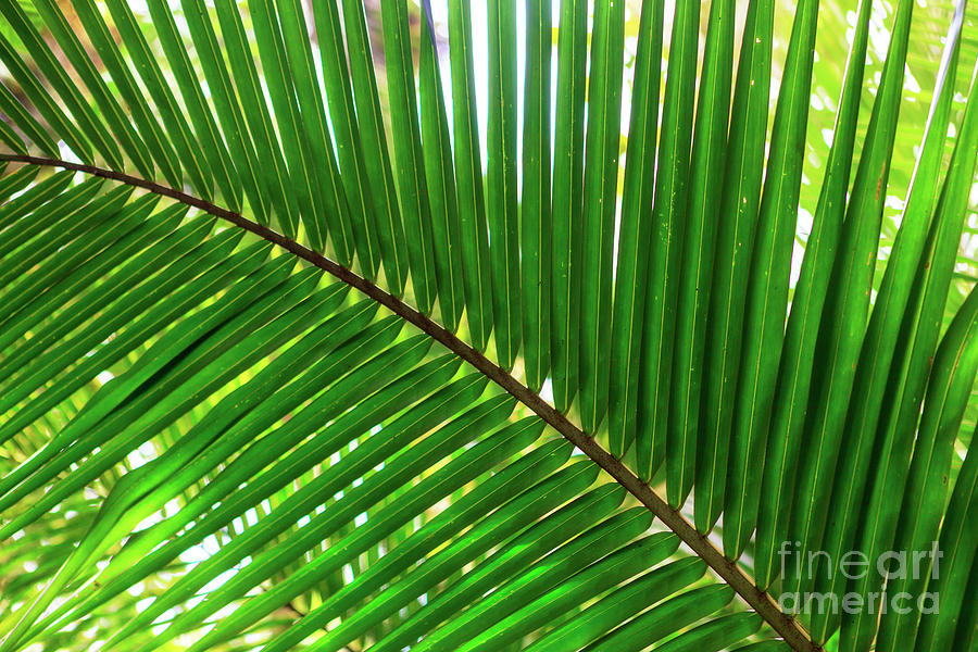Palm Leaves at Isla Zapatillas Panama Photograph by John Rizzuto