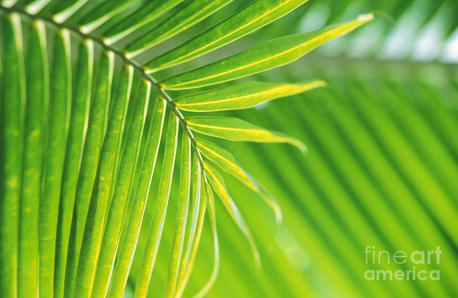 Lime Photograph - Palm Leaves by Bill Brennan - Printscapes