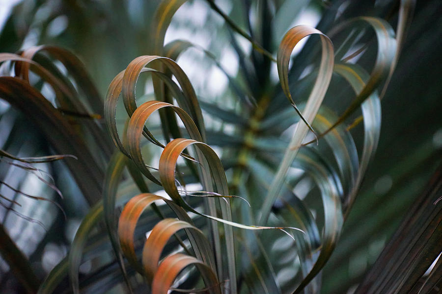 Palm Leaves Photograph by Christopher Johnson
