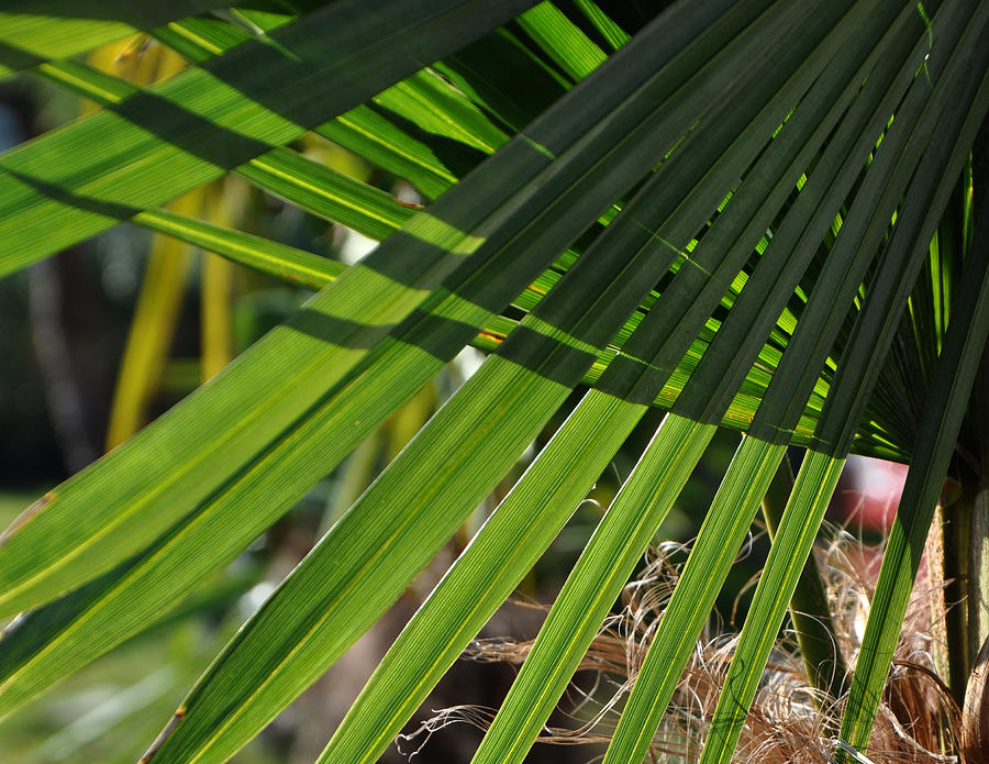 Palm Leaves Photograph - Palm leaves by Damijana Cermelj