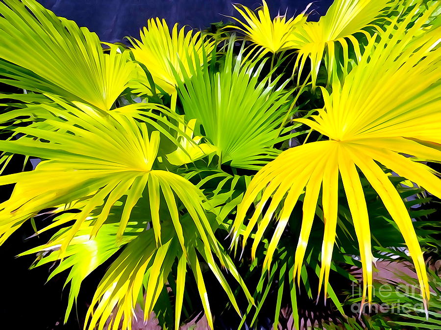 Palm Leaves Photograph by Ed Weidman