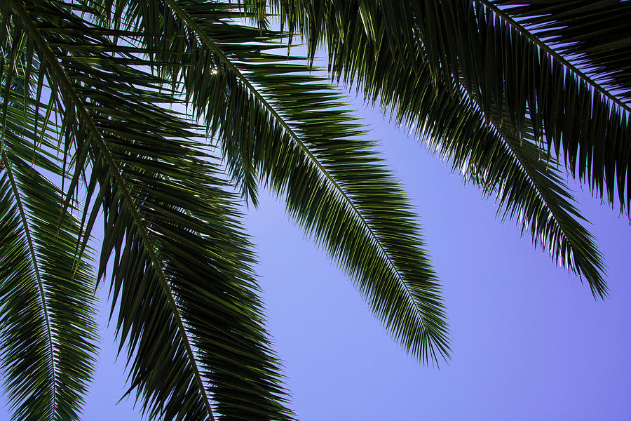 Palm Leaves Photograph by Jeannie Like - Fine Art America