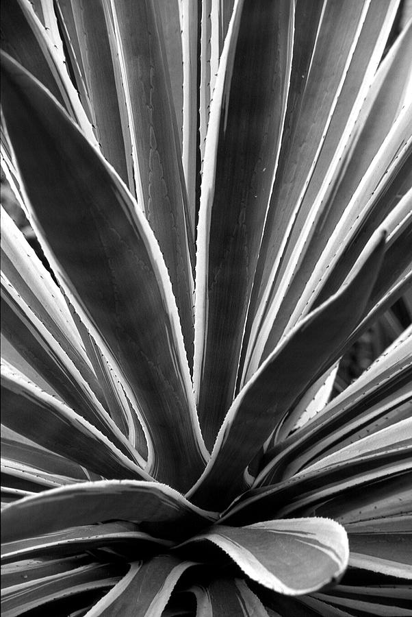 Yucca plant in Black and White Photograph by Robert Jurasek - Fine Art ...