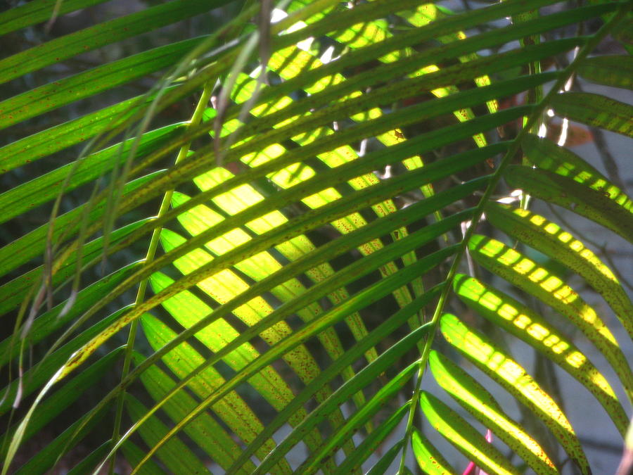 Palm leaves in sun Photograph by T Guy Spencer