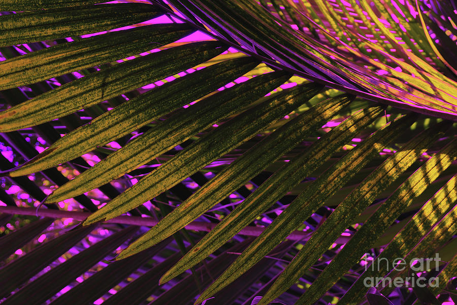 Palm leaves in supernatural light Photograph by Marina Usmanskaya