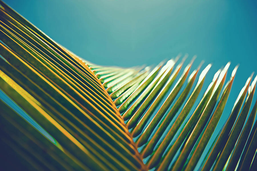 Nature Photograph - Palm Leaves in the Sun by Cross Version