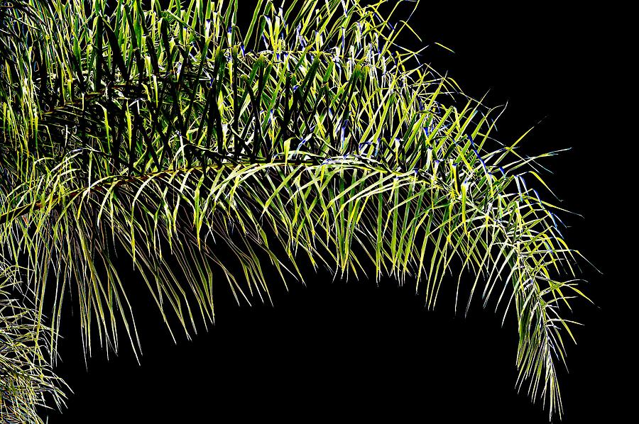 Palm Leaves by Kristalin Davis Photograph by Kristalin Davis