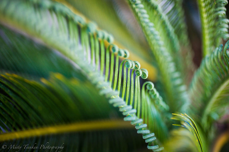 Palm Leaves Photograph by Misty Tienken