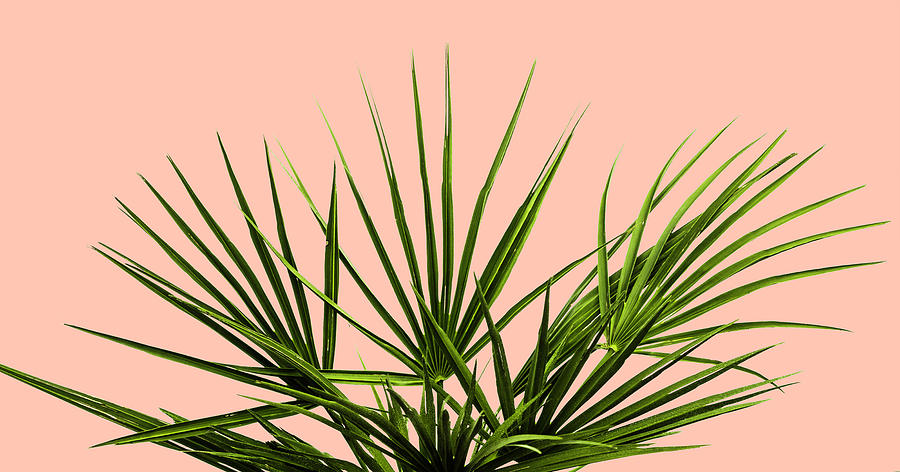 Palm Life - Pastel Photograph by Jennifer Walsh
