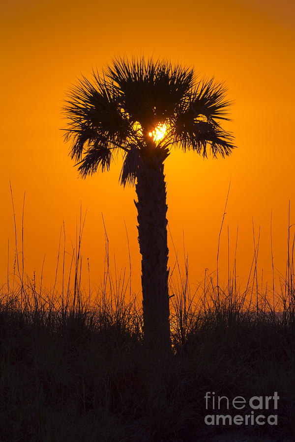 Palm Light Photograph by Marvin Spates