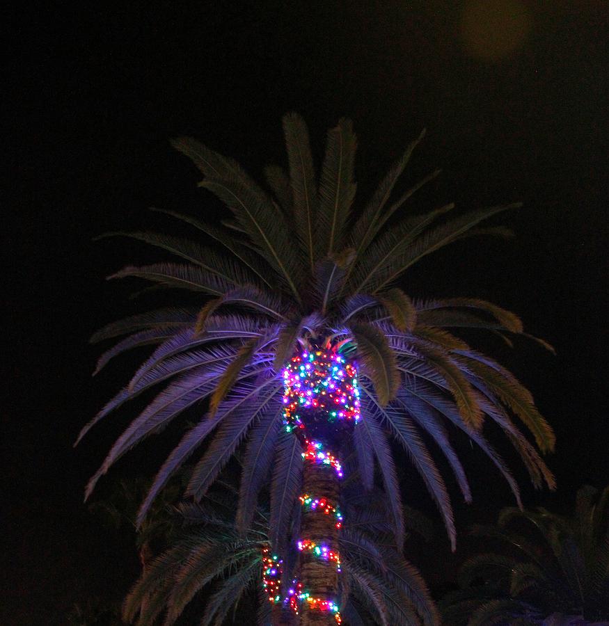 Palm Lights Photograph by Robert Wilder Jr