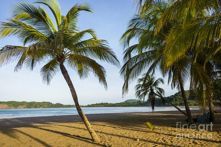 Palm Lined Beach Photograph by Oscar Gutierrez