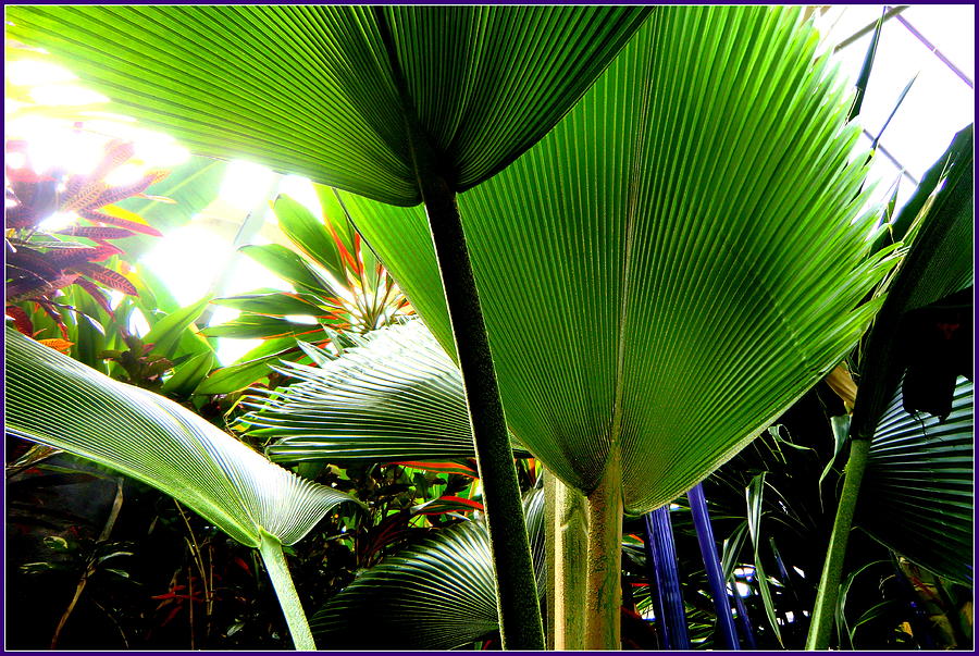 Palm Magic Photograph by Mindy Newman