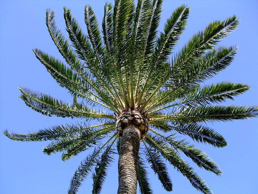 Tree Photograph - Palm by Mindy Newman