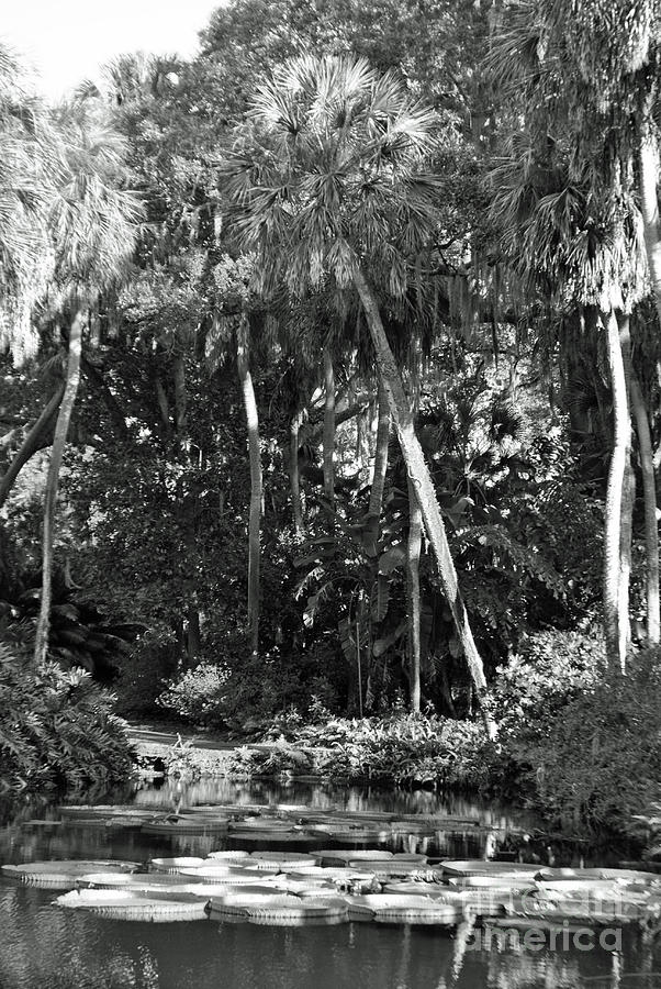 Landscape Photograph - Palm Of The Swamp by Jost Houk Landscape Photograph - Palm Of The Swamp by Jost Houk