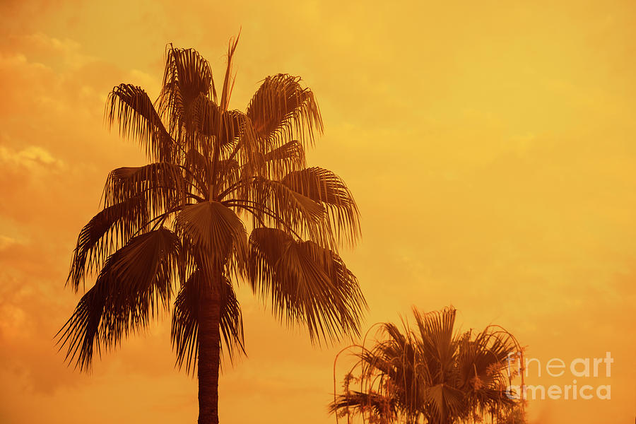 Palm on tropical island Photograph by Jelena Jovanovic