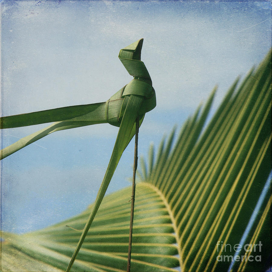 Palm Origami Photograph by Sharon Mau