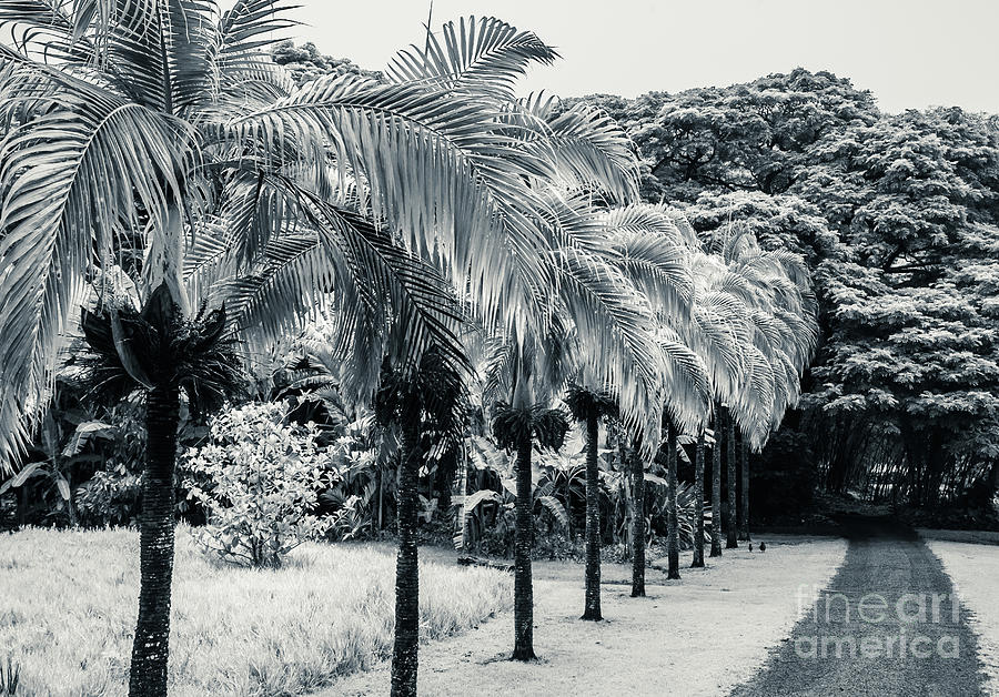 Palm Path Kauai Photograph by Blake Webster