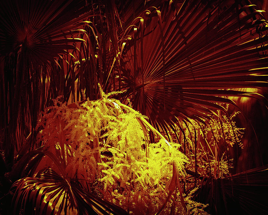 Palm Photograph by Patrick Kain