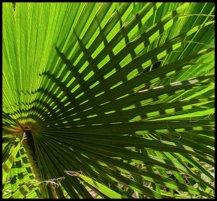 Abstract Photograph - Palm Pattern No.1 by Mark Myhaver